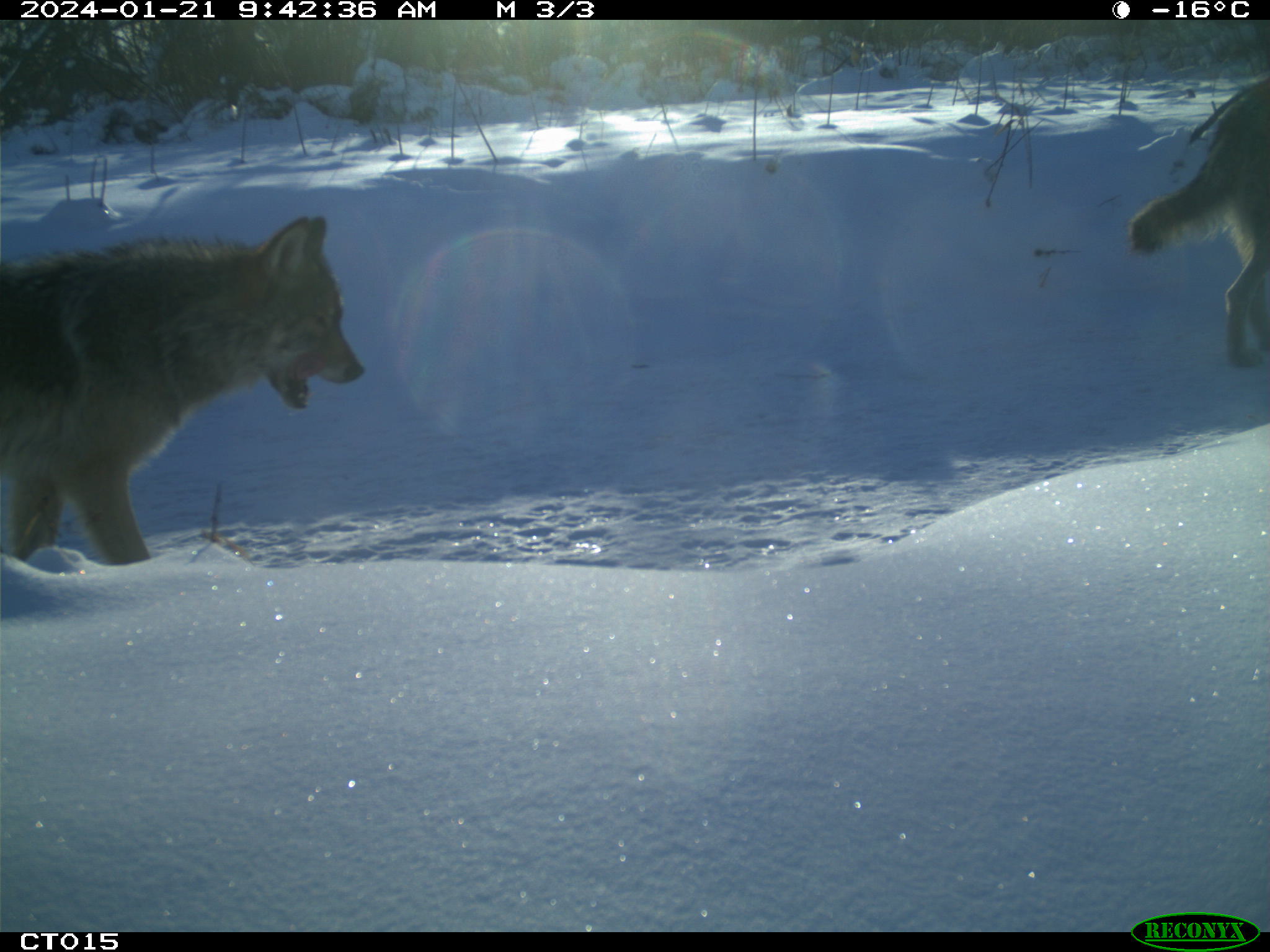 Two wolves walking through snow